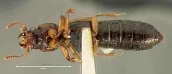Media type: image; Entomology 6527   Aspect: habitus ventral view